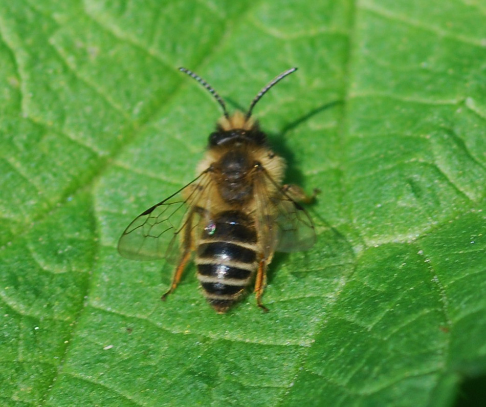 Femmina di Andrena cfr flavipes